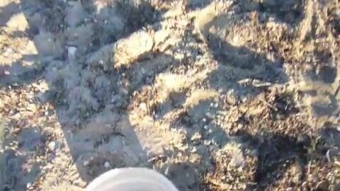 Ловля пеленгаса с берега в Приморске на Азовском море: снасти, лиманный червь и улов