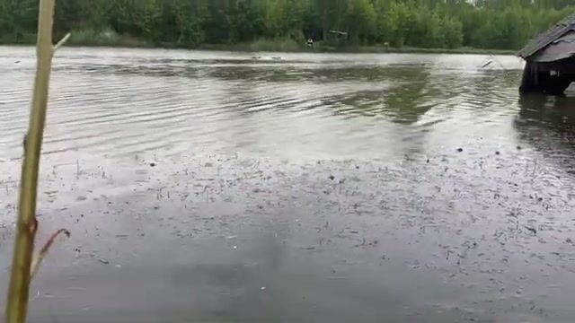 Карась под дождем на реке Капарчина в Поти: непростой берег и хороший улов