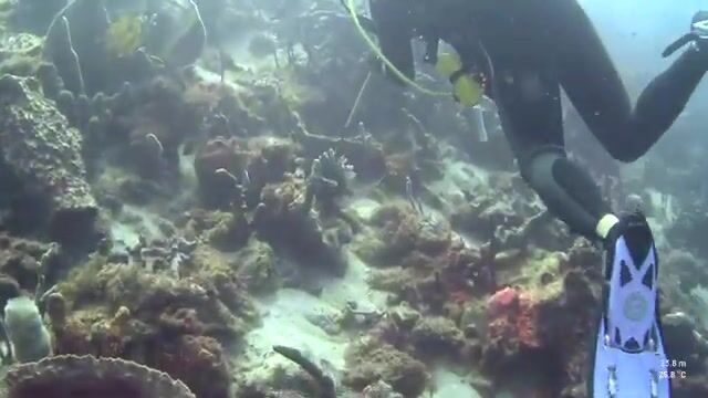 Под водой у Доминики: охота на крылатку и приготовление улова