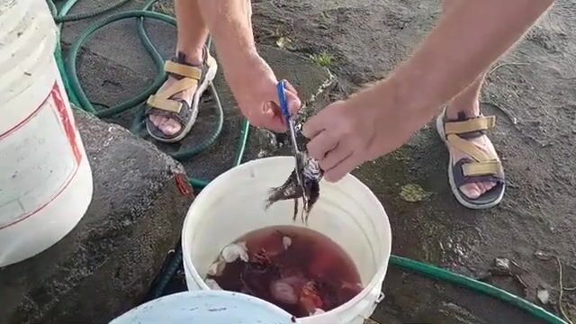Под водой у Доминики: охота на крылатку и приготовление улова