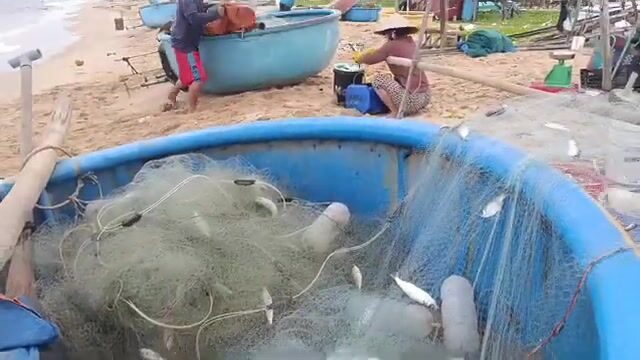 Утро в рыбацкой деревне Зыонгдонга: сельдь в сетях на берегу Фукуока