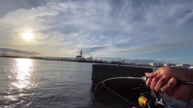 Ставрида на сабики в Осаке: рыбалка у городской набережной Diamond Point