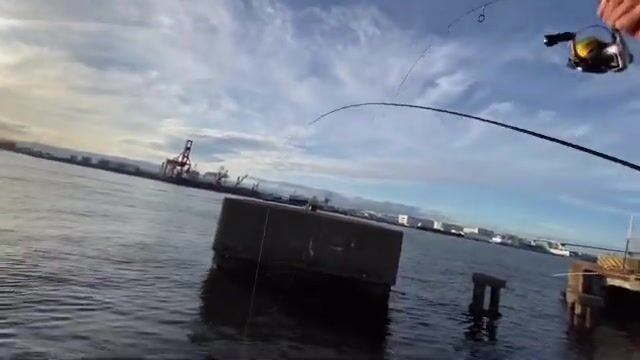 Ставрида на сабики в Осаке: рыбалка у городской набережной Diamond Point