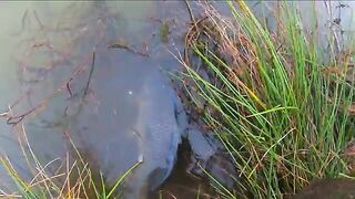 Карпы на мамалыгу и кукурузу в Румынии: холодная ночь на диком водоеме