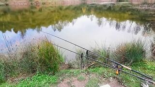Карпы на мамалыгу и кукурузу в Румынии: холодная ночь на диком водоеме