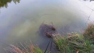 Карпы на мамалыгу и кукурузу в Румынии: холодная ночь на диком водоеме