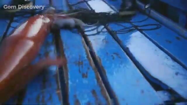 Промысловые суда Южного океана и рассказ о колоссальном кальмаре: что известно о редком виде