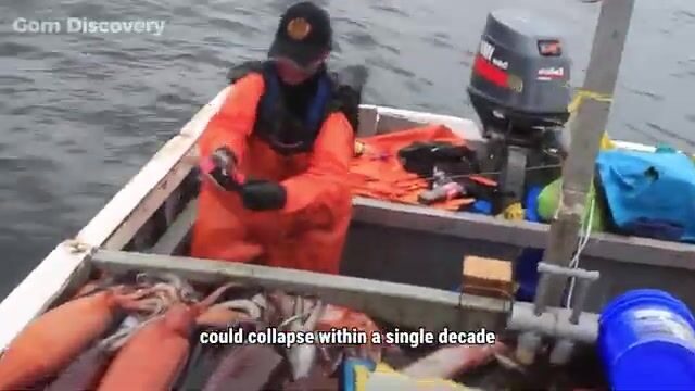 Промысловые суда Южного океана и рассказ о колоссальном кальмаре: что известно о редком виде