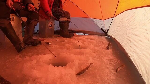 Навага в бухте Труда на Русском острове: палатка на льду, морской червь и ужин после рыбалки