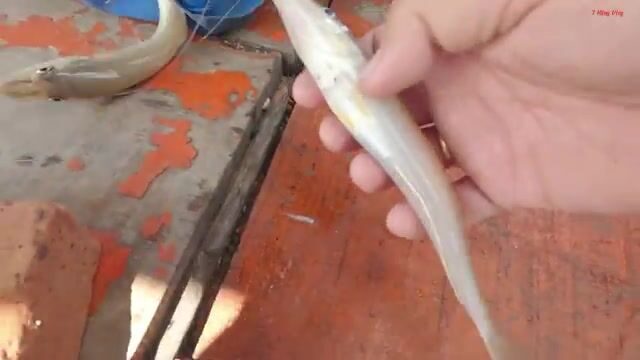 Морская рыбалка с бамбуковым удилищем у Лонгхая: червь на крючке и утренний выход на лодке