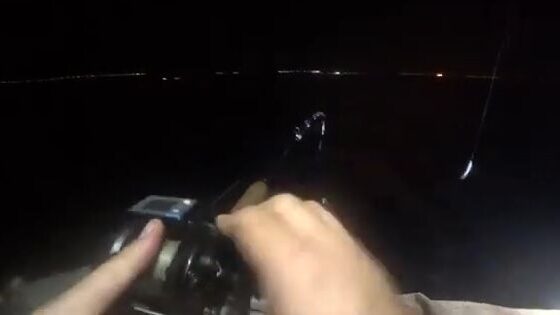 Кальмар у острова Русский во Владивостоке: ночной выход из бухты Ахлестышева с самодуром