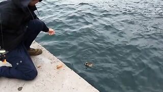 Спиннинг с городского пирса во Владивостоке: майские бычки на легкие приманки в Японском море