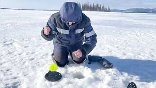 Крупные налимы зимой в Мурманской области: дальняя дорога на мотособаке и борьба у лунки