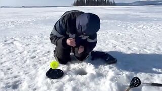 Крупные налимы зимой в Мурманской области: дальняя дорога на мотособаке и борьба у лунки