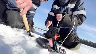 Крупные налимы зимой в Мурманской области: дальняя дорога на мотособаке и борьба у лунки