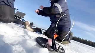 Крупные налимы зимой в Мурманской области: дальняя дорога на мотособаке и борьба у лунки