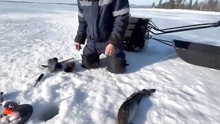 Крупные налимы зимой в Мурманской области: дальняя дорога на мотособаке и борьба у лунки