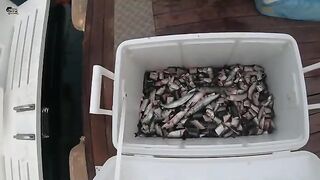 Турнир Tuna Masters в Алачаты: утренний старт лодок и рыбалка на самодур в Эгейском море