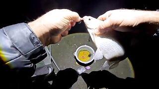Ноябрьский лещ на Кубани: вечерняя рыбалка с берега и прикормка с чесноком