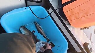 Летняя рыбалка на треску в Териберке и у острова Кильдин: глубина, прилив и ночной клев