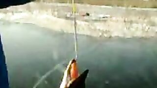 Первая крупная щука на плотвичку со льда в Наркунах в Беларуси и осмотр рыбы без взвешивания