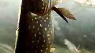 Первая крупная щука на плотвичку со льда в Наркунах в Беларуси и осмотр рыбы без взвешивания