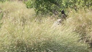 Рыбалка на нильского окуня в Камеруне: речные перекаты, яркие воблеры и зацепы среди камней