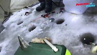 Подледная навага и корюшка в Унской губе с поездкой на снегоходе и возвращением до ухода воды