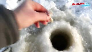 Подледная навага и корюшка в Унской губе с поездкой на снегоходе и возвращением до ухода воды