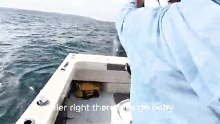 Крупный желтохвост на поверхностное железо и лингкод у островов Коронадо на выходе из Сан-Диего