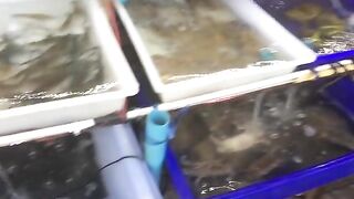 Со своим спиннингом на скалы Ко Чанга за небольшой морской рыбой и ночью на поиски крабов