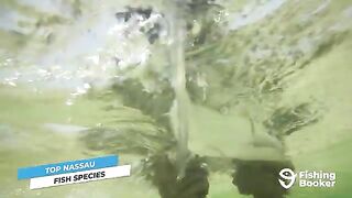 Рыболовный маршрут по Нассау на Багамах с выбором между мелководьем, рифом и океанским выходом