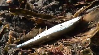 Корюшка у пирса Приморского бульвара в Холмске и разговоры с рыбаками о клеве и выходах в море