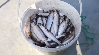 За салакой на Северный мол Балтийска: рыбалка среди камней, найденная оснастка и ведерко улова