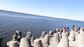 За салакой на Северный мол Балтийска: рыбалка среди камней, найденная оснастка и ведерко улова