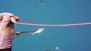 Подводная охота у Эль-Нидо на Палаване: поиск макрели и приготовление добычи на острове