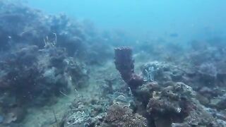 Совместная подводная охота на Палаване: островная рыбалка филиппинских участников и показ добычи