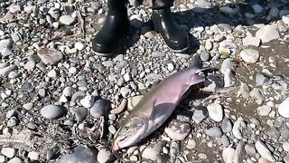 По удаленным рекам Камчатки на вертолете с первыми лососевыми рыбалками и обедом из свежего улова