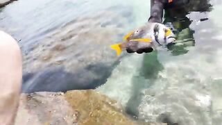 Подводная охота у Умм-эль-Марадим в Кувейте с Fumesz и переходами между островными точками