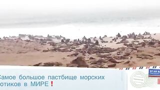 Акула на длинную береговую снасть в Намибии во время семейной поездки по атлантическому побережью