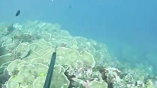 Подводная охота на Таити перед национальным турниром с разведкой зон и поиском рифовой рыбы
