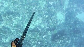 Подводная охота на Таити перед национальным турниром с разведкой зон и поиском рифовой рыбы