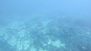 Подводная охота на Таити перед национальным турниром с разведкой зон и поиском рифовой рыбы