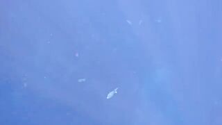 Подводная охота на Таити перед национальным турниром с разведкой зон и поиском рифовой рыбы