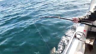 Ловля трески в Баренцевом море из Мурманска: майский выход с капитаном и подъем рыбы с глубины