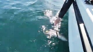 Ловля трески в Баренцевом море из Мурманска: майский выход с капитаном и подъем рыбы с глубины