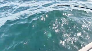 Ловля трески в Баренцевом море из Мурманска: майский выход с капитаном и подъем рыбы с глубины