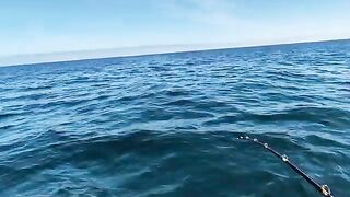 Ловля трески в Баренцевом море из Мурманска: майский выход с капитаном и подъем рыбы с глубины