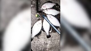 Рыбалка в заливе Функа на Хоккайдо: вода 15 градусов и короткий вечерний выход рыбы