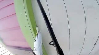 Ужин с берега Кей-Колкера в Белизе: мангровый люциан, барракуда и разговоры с местными рыбаками
